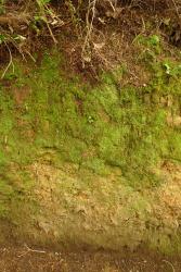 Hymenophyllum minimum. Plants growing on a track bank. 
 Image: L.R. Perrie © Leon Perrie 2014 CC BY-NC 3.0 NZ